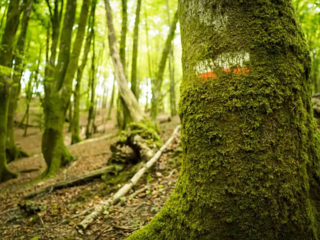 Plastic Adventure: Basque Coast Bike Tour with basqueMTB