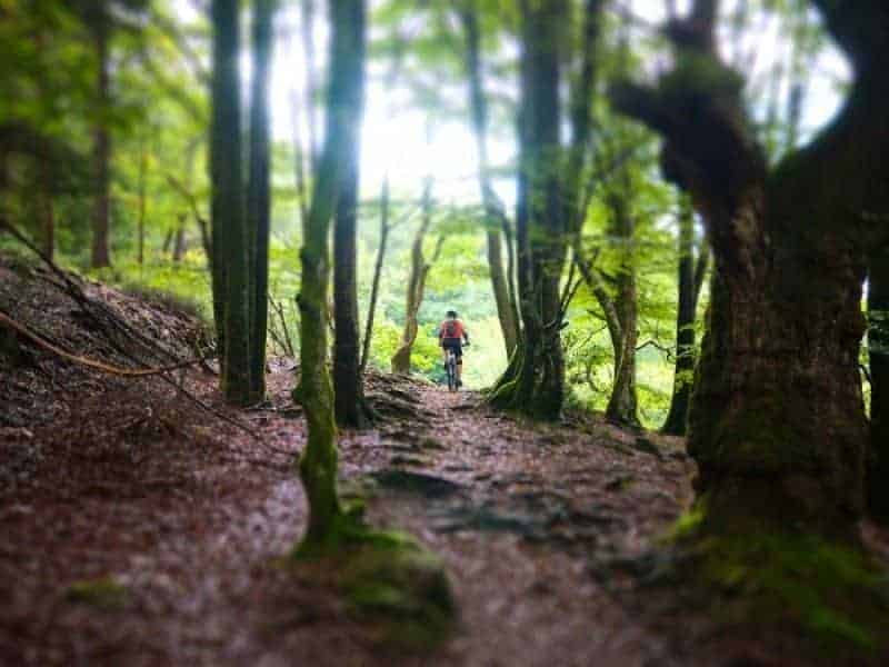 Julia in the Ancient Forest