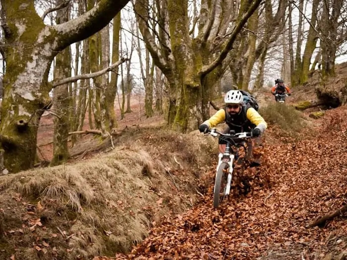 Leaf Surfing